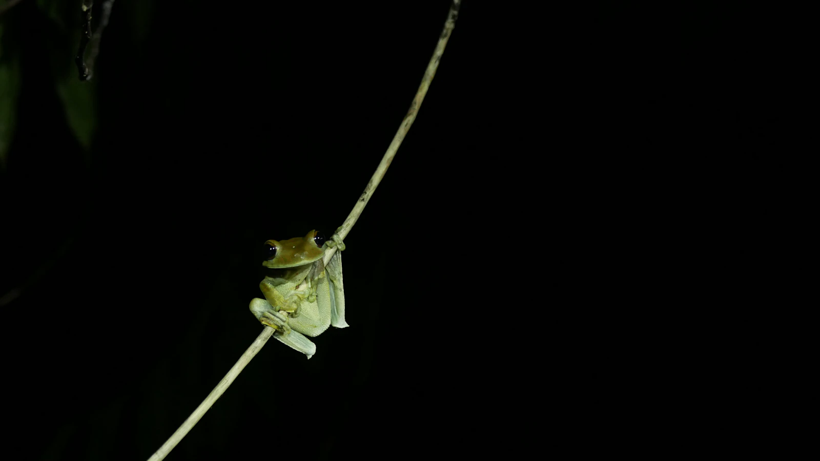 Tour Nocturno La Vieja Adventures 5