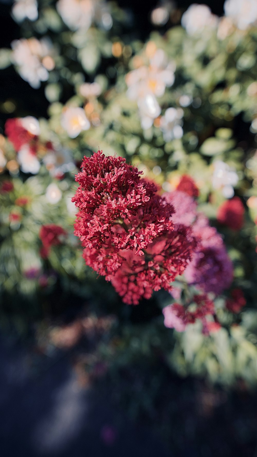 pink flowers in tilt shift lens