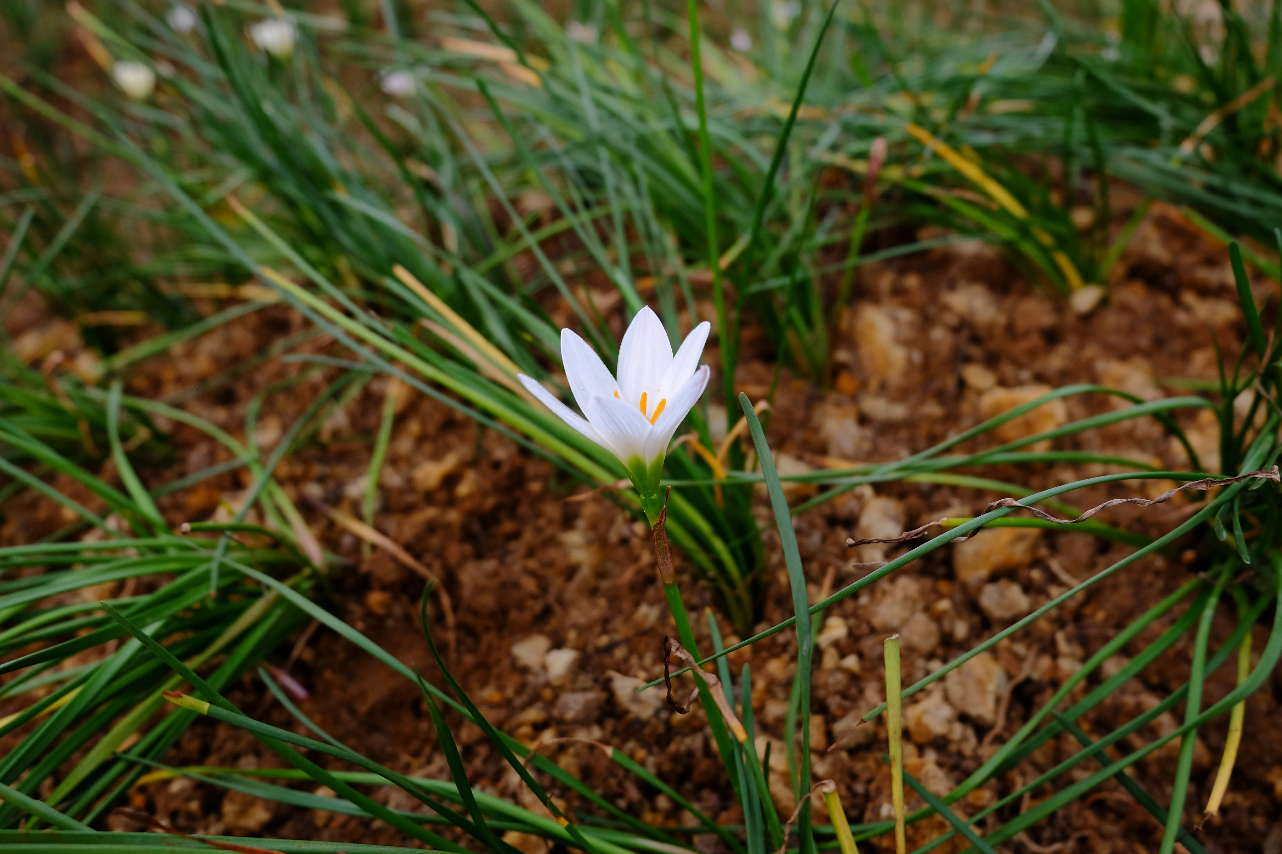 white flower on brown soil