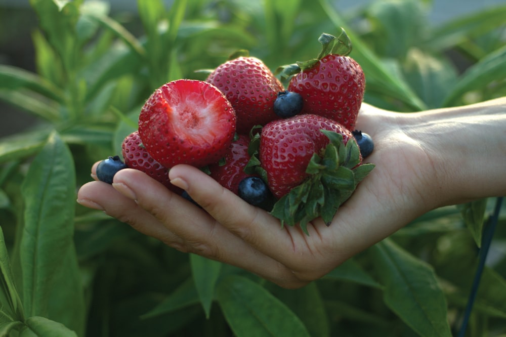 person holding red strawberries during daytime