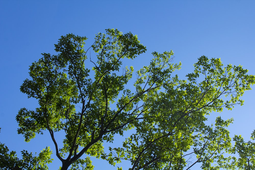 green tree under blue sky during daytime