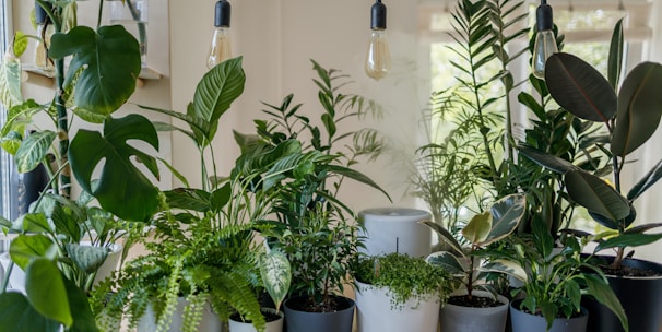 green plant in white ceramic pot