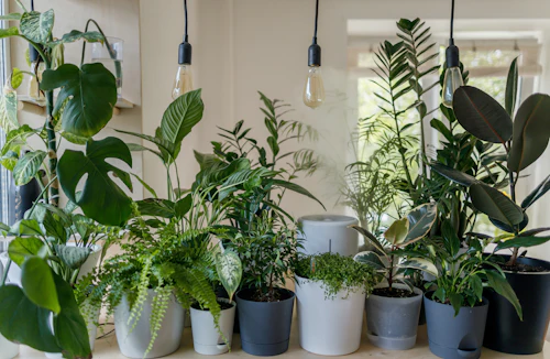 Mostrador de vivero con plantas