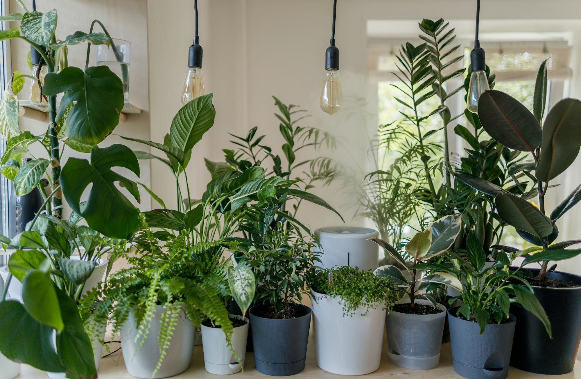 potted plants indoor with lights