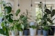 Garden design planning