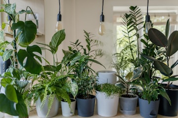 A Beginner's Guide on How to Care for Indoor Plants