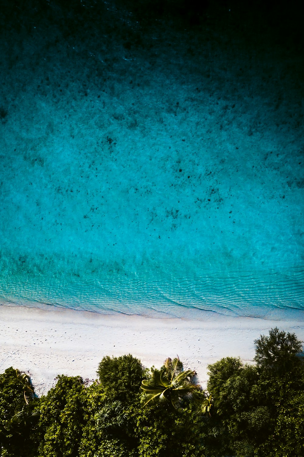 árboles verdes junto al mar azul durante el día