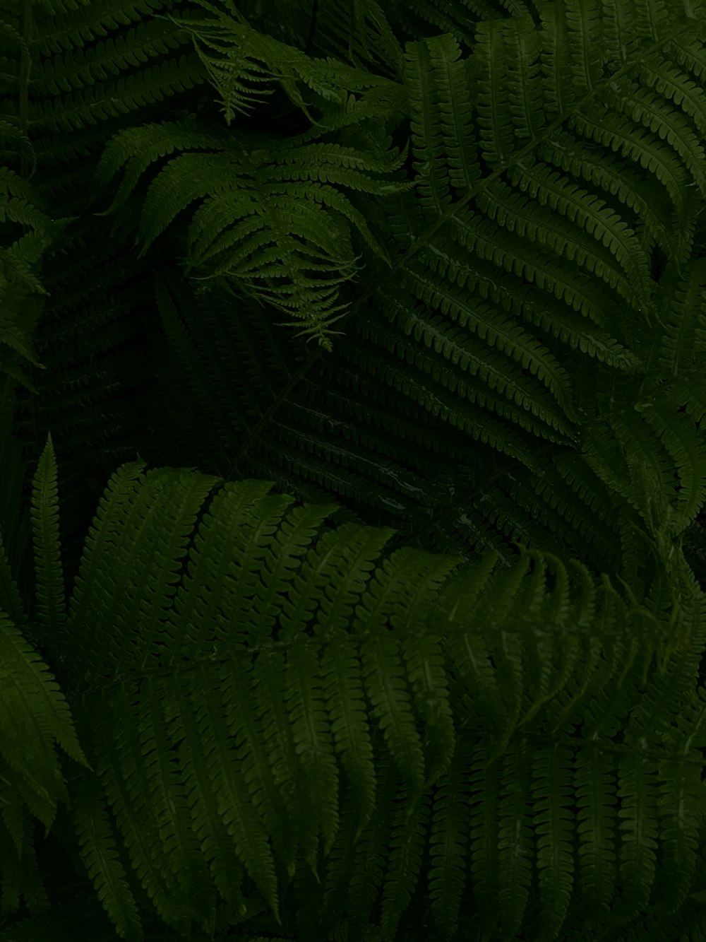 pianta di felce verde in fotografia ravvicinata