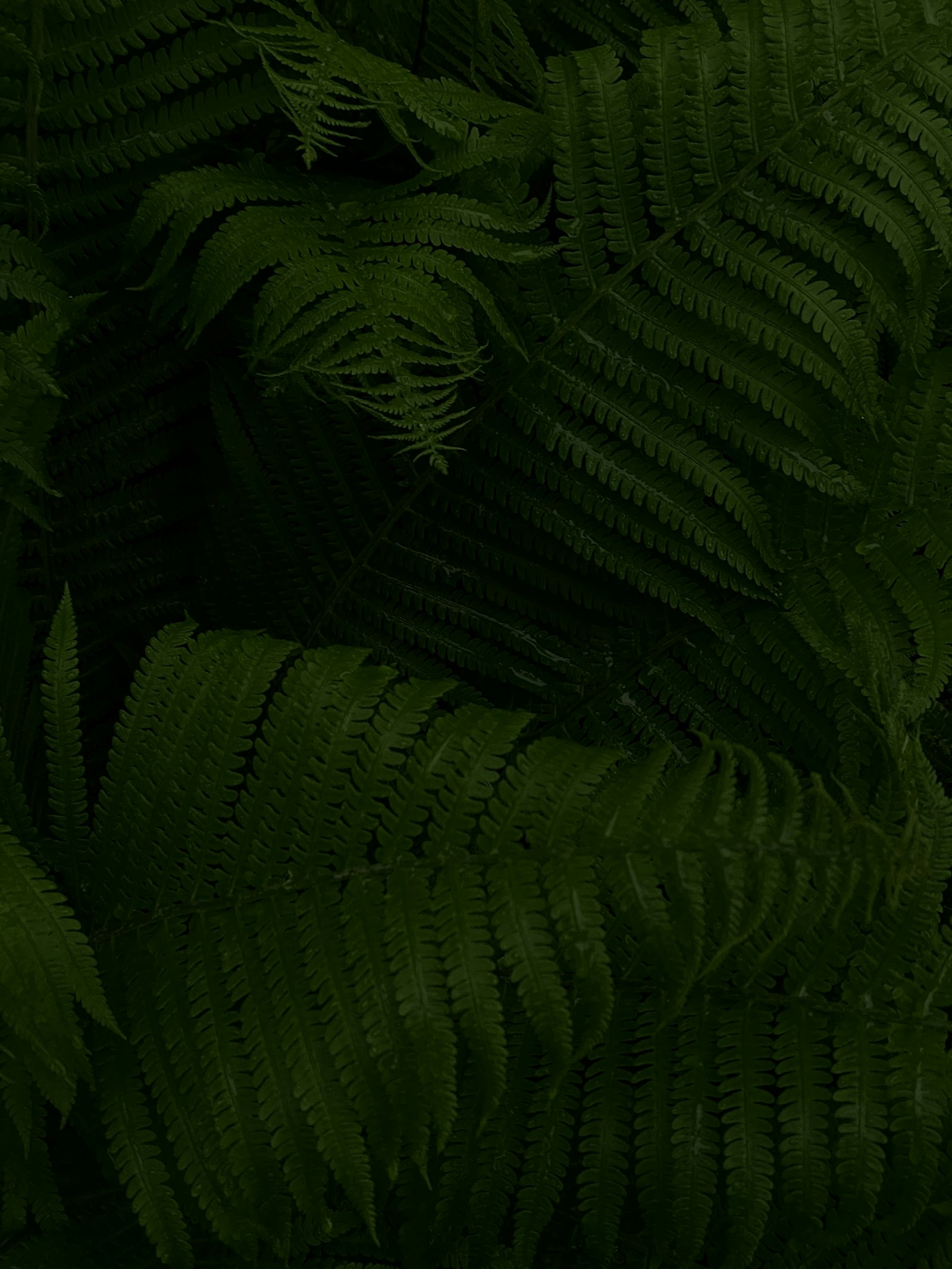 iPhone 11 Pro Max back triple camera 6mm f/2 sample photo. Green fern plant in photography