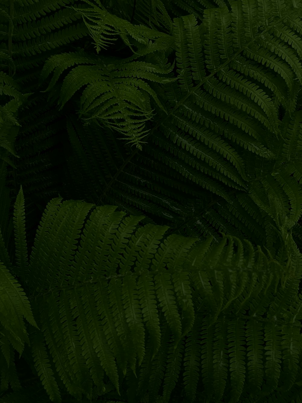 green fern plant in close up photography