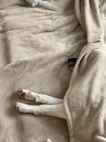 white short coated dog on white textile