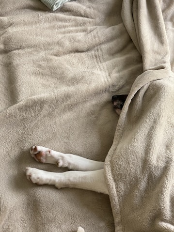 white short coated dog on white textile