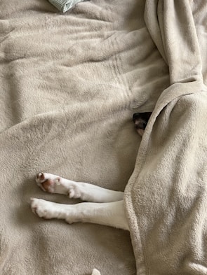 white short coated dog on white textile