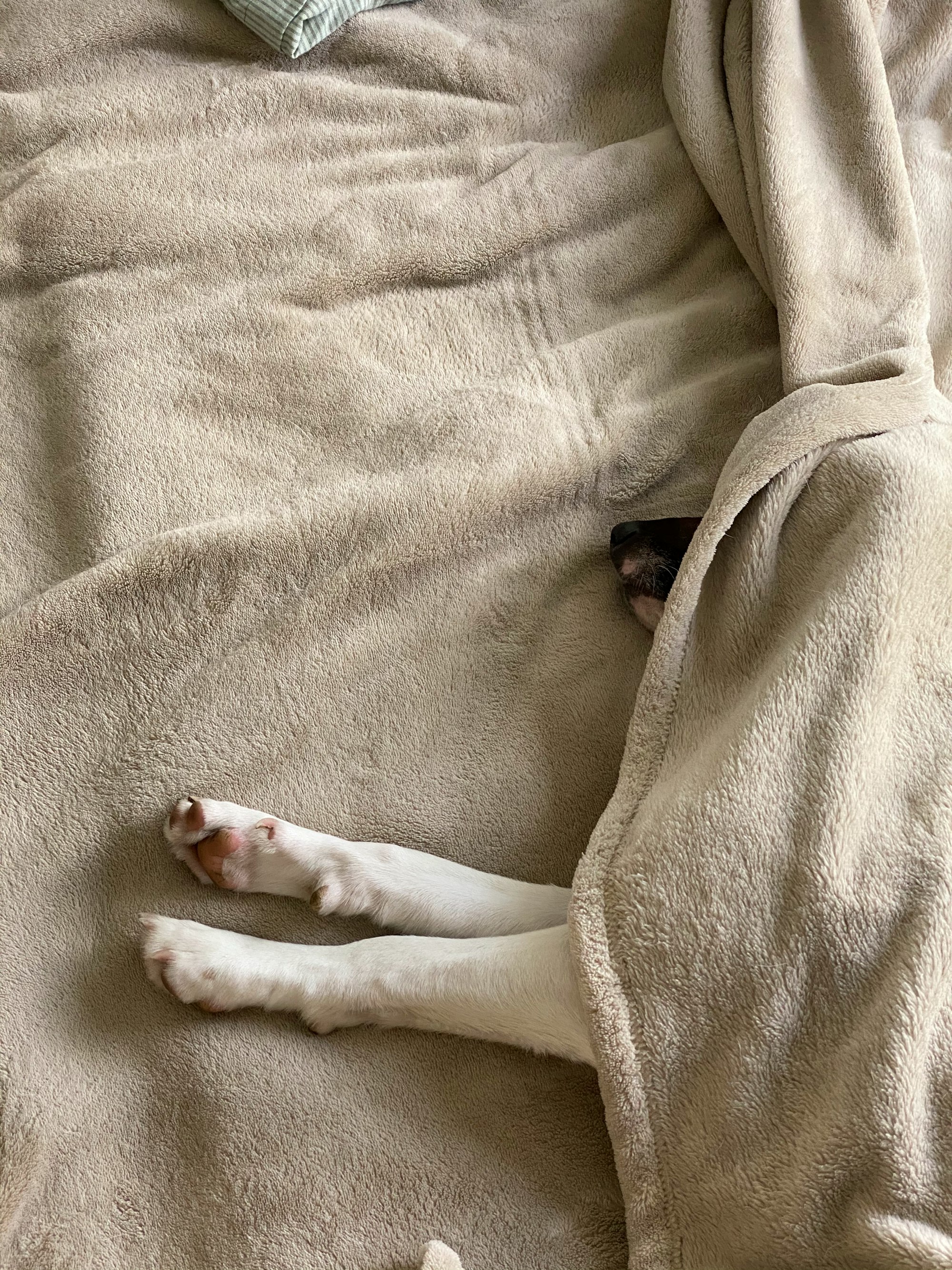 Sleeping dog under the blanket. 