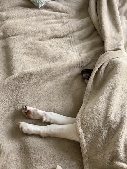 a dog wrapped up in a blanket with just his paws and nose sticking out