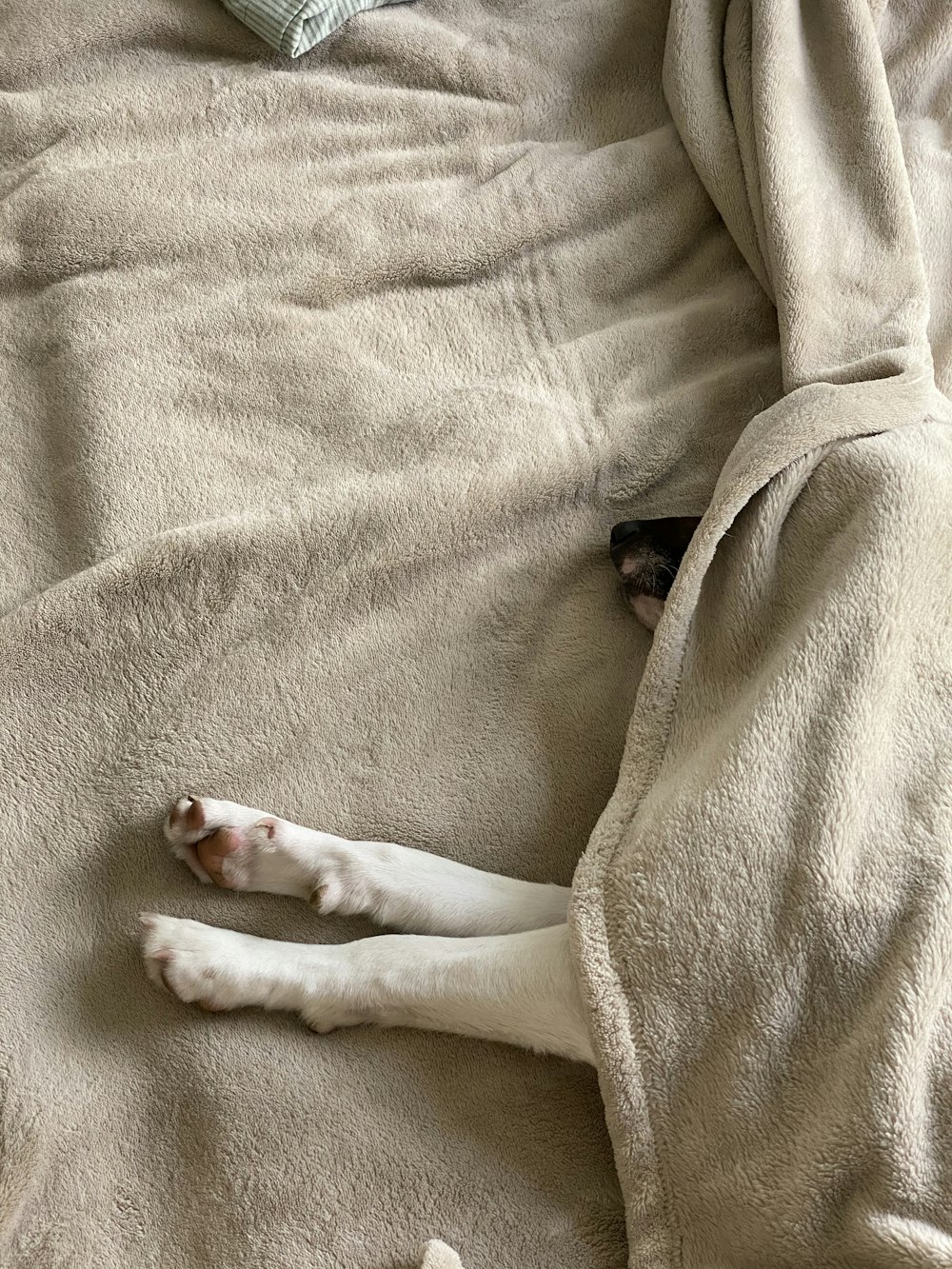 white short coated dog on white textile