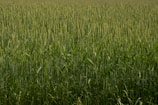 A lush, green field filled with tall grass-like plants, possibly wheat or barley, under natural lighting. The plants are evenly distributed, creating a sense of uniformity and abundance.