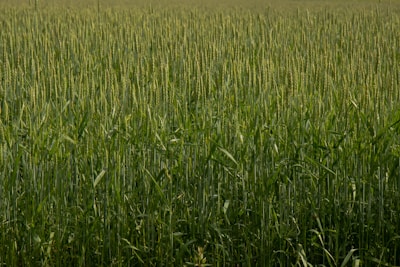 A lush, green field filled with tall grass-like plants, possibly wheat or barley, under natural lighting. The plants are evenly distributed, creating a sense of uniformity and abundance.