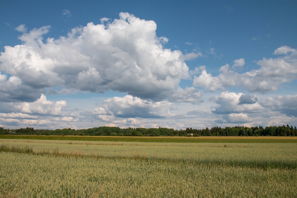 green grass field under blue sky and white clouds during daytime