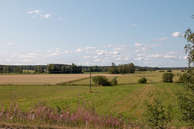 A vibrant rural landscape showing fields of cotton and grain under a bright sky.