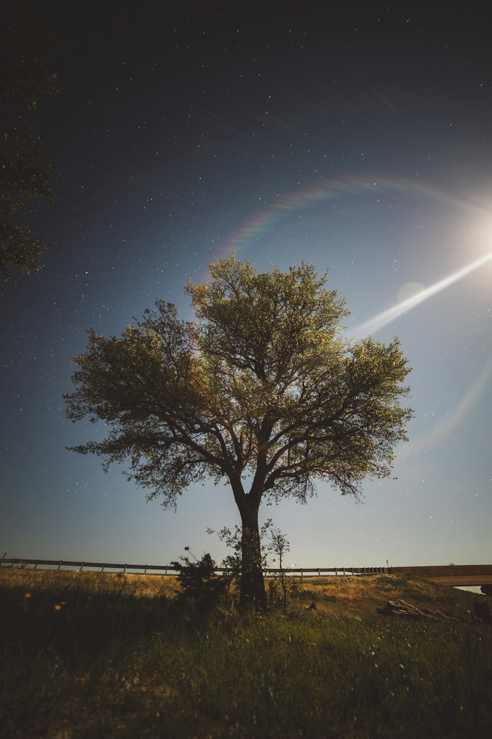 green tree under blue sky during night time