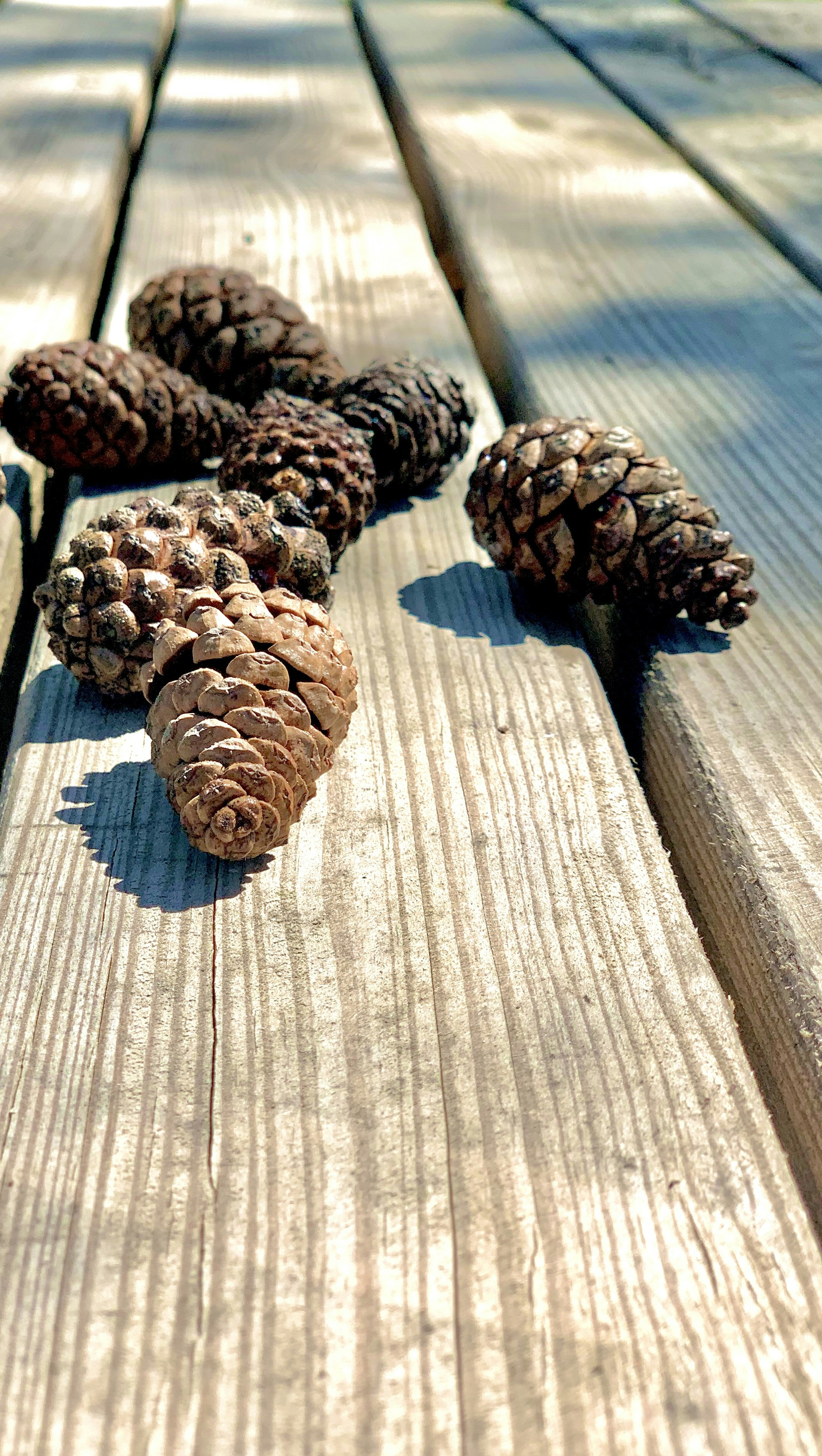 Pine Cone Decor