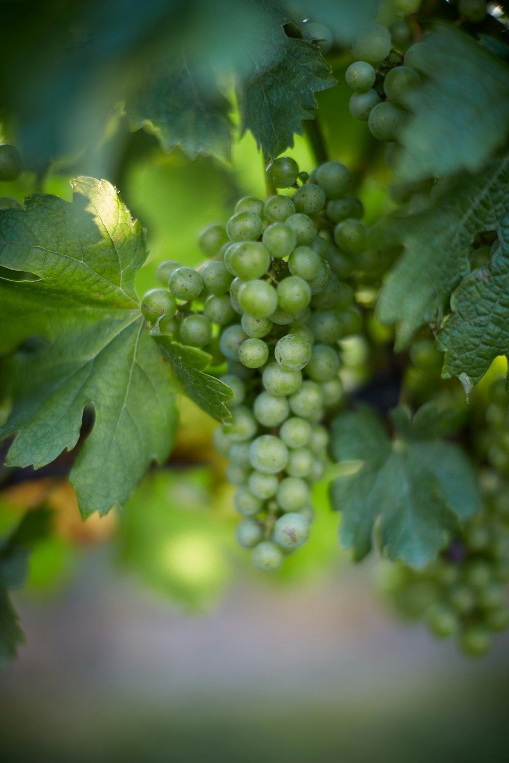 green round fruits in tilt shift lens