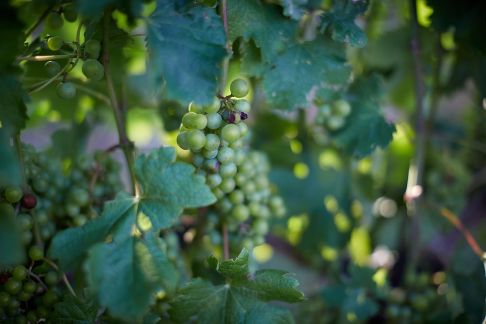 green round fruits in tilt shift lens