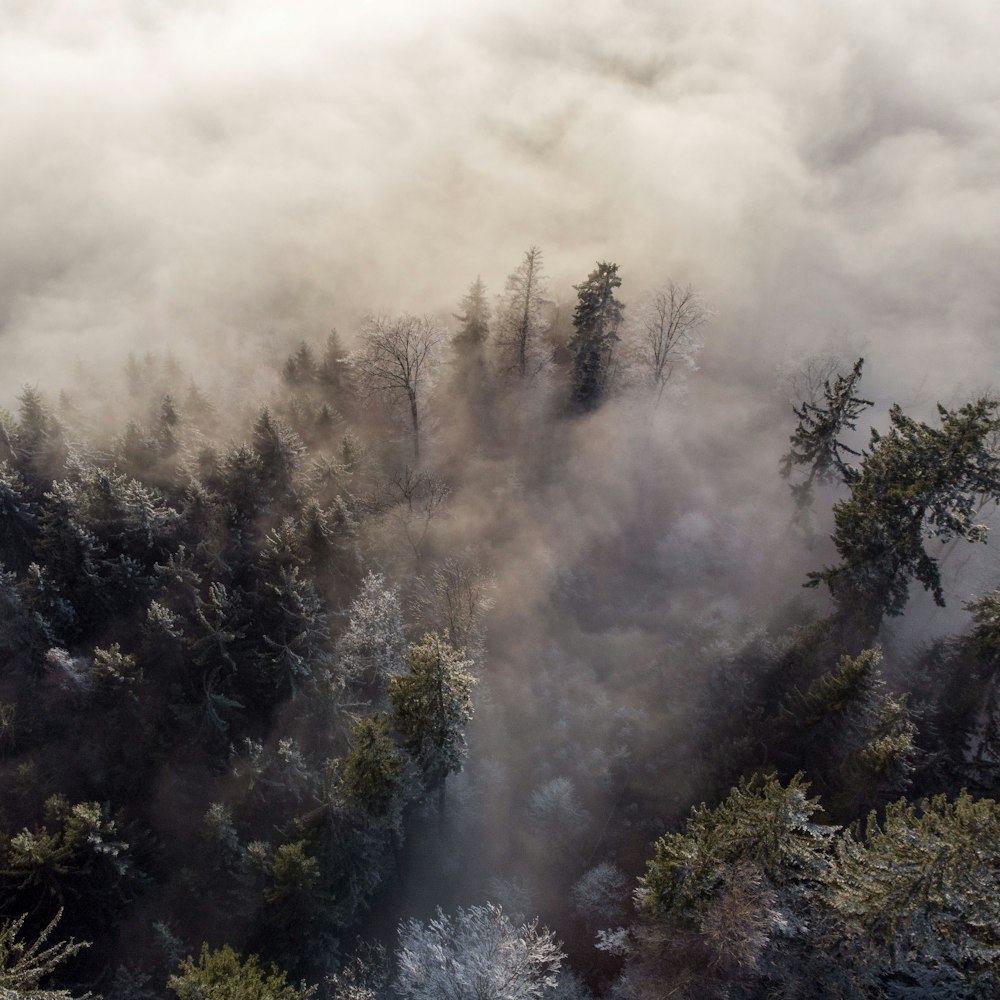 green trees under white clouds