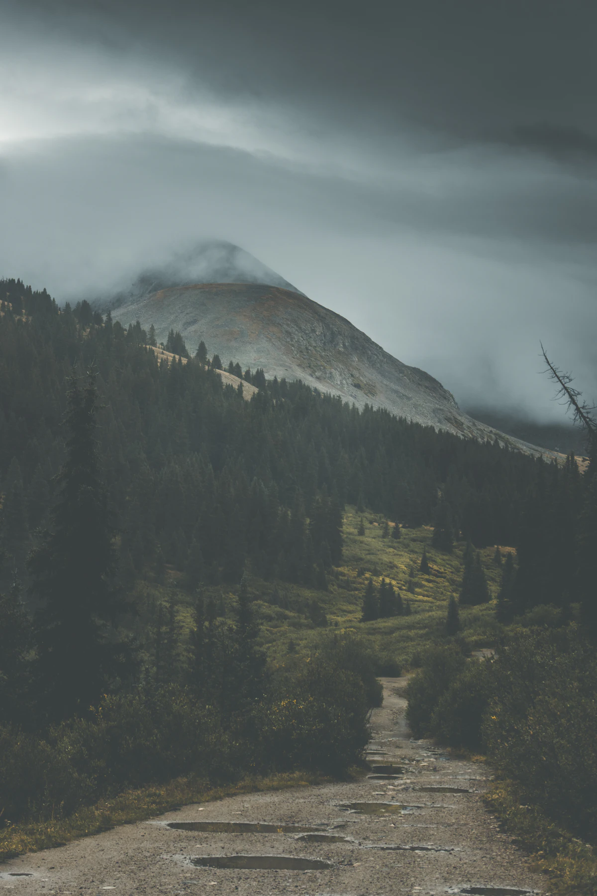 A puddled dirt road through spruce toward a bare peak in low cloud near Leadville
