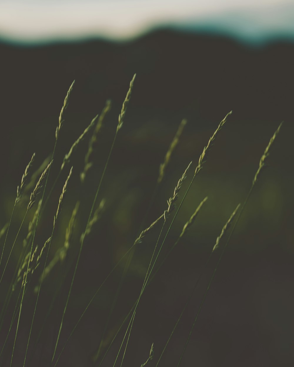 green grass field during daytime