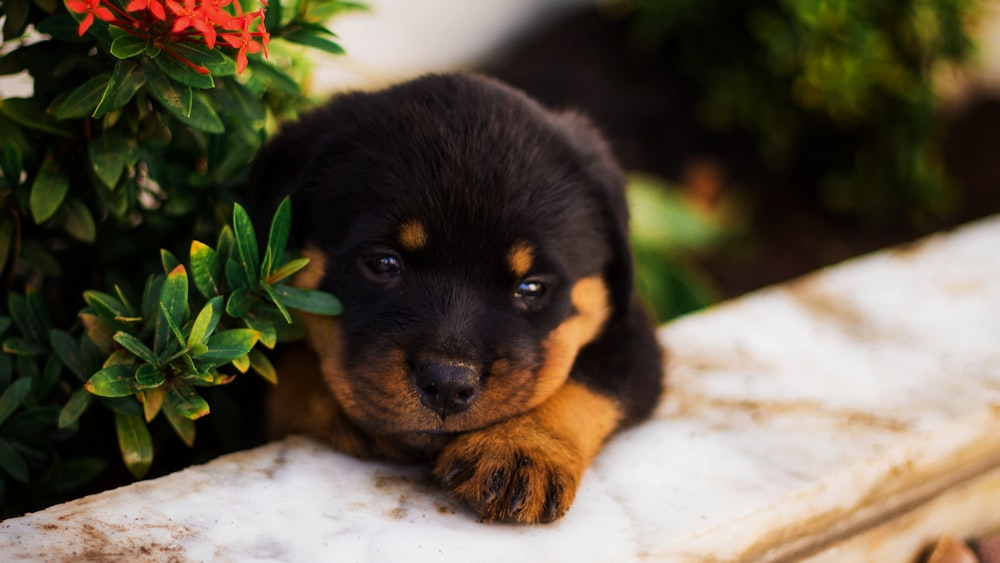 black and tan rottweiler puppy lying on white textile
