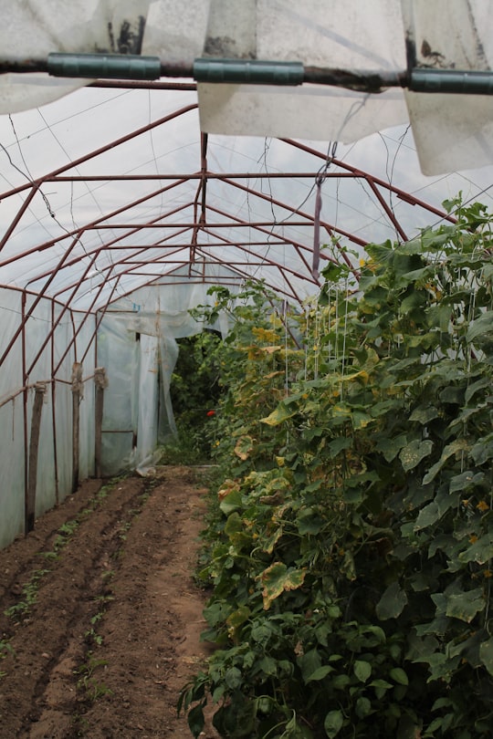 green plants inside white tent in Katuntsi Bulgaria