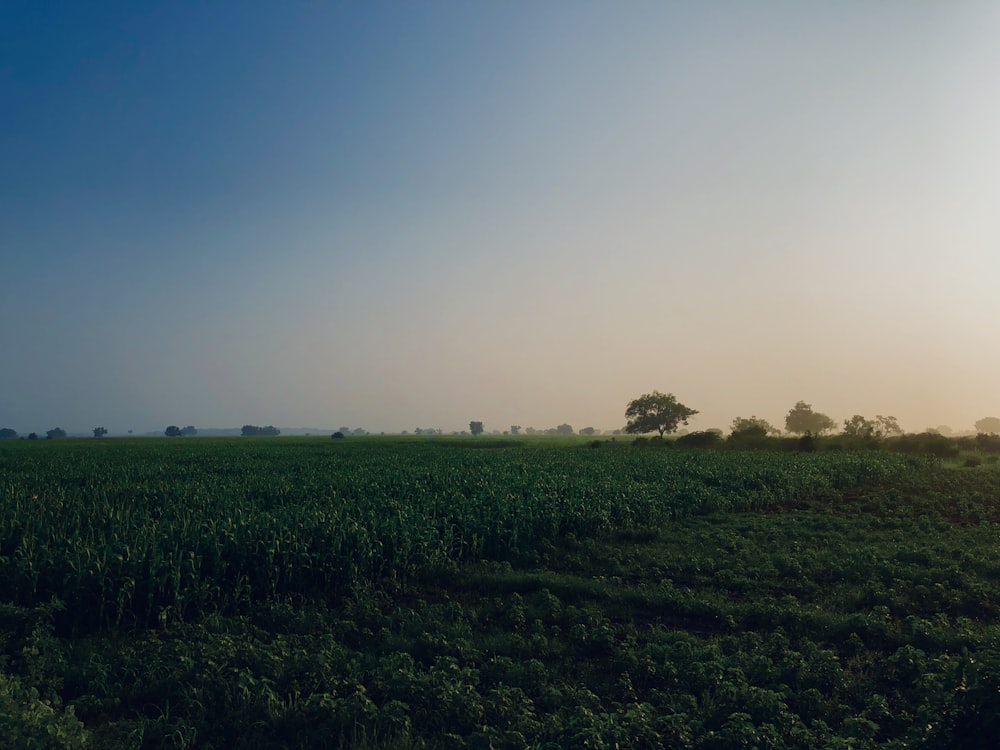 Champ d’herbe verte sous le ciel bleu pendant la journée