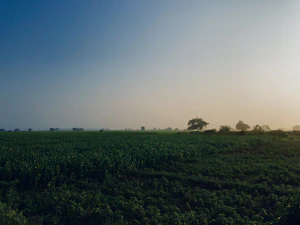 Tirunelveli