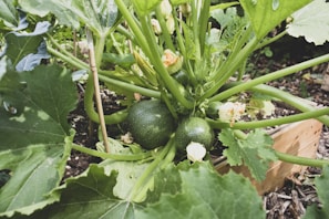 Several round green squash growing on a plant with large green leaves and small light-colored flowers. The vegetables are nestled within a wooden planter, and there is dirt and mulch visible around the base.
