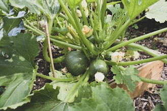 Several round green squash growing on a plant with large green leaves and small light-colored flowers. The vegetables are nestled within a wooden planter, and there is dirt and mulch visible around the base.