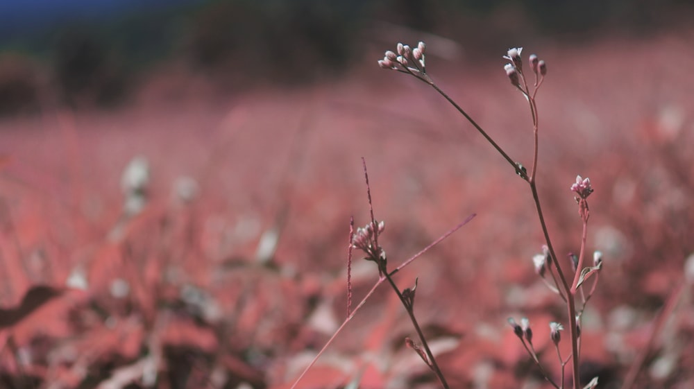 white flower in tilt shift lens