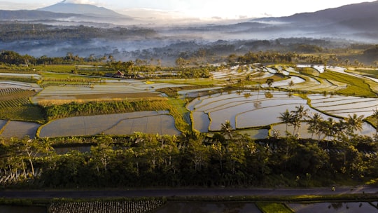 green grass field and trees during daytime in Grabag Indonesia