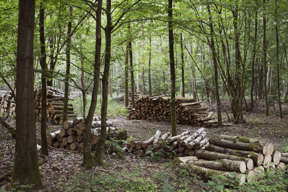 brown wood logs on ground surrounded by trees during daytime