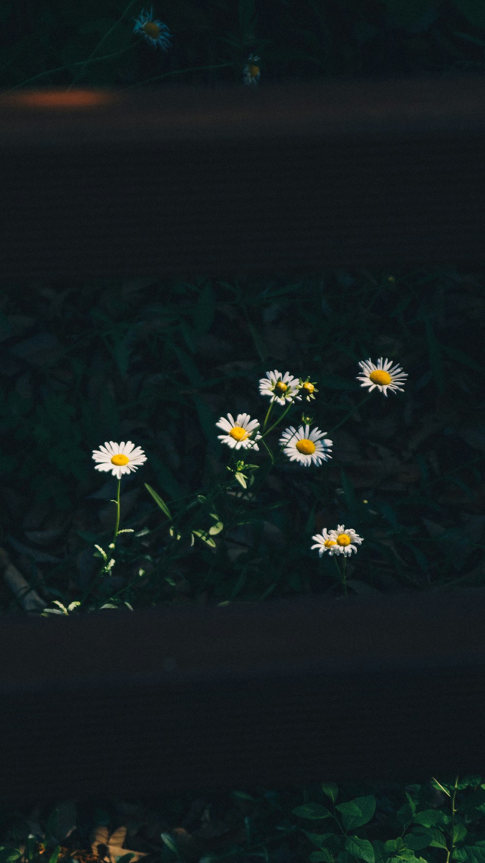 white and yellow flowers on green leaves