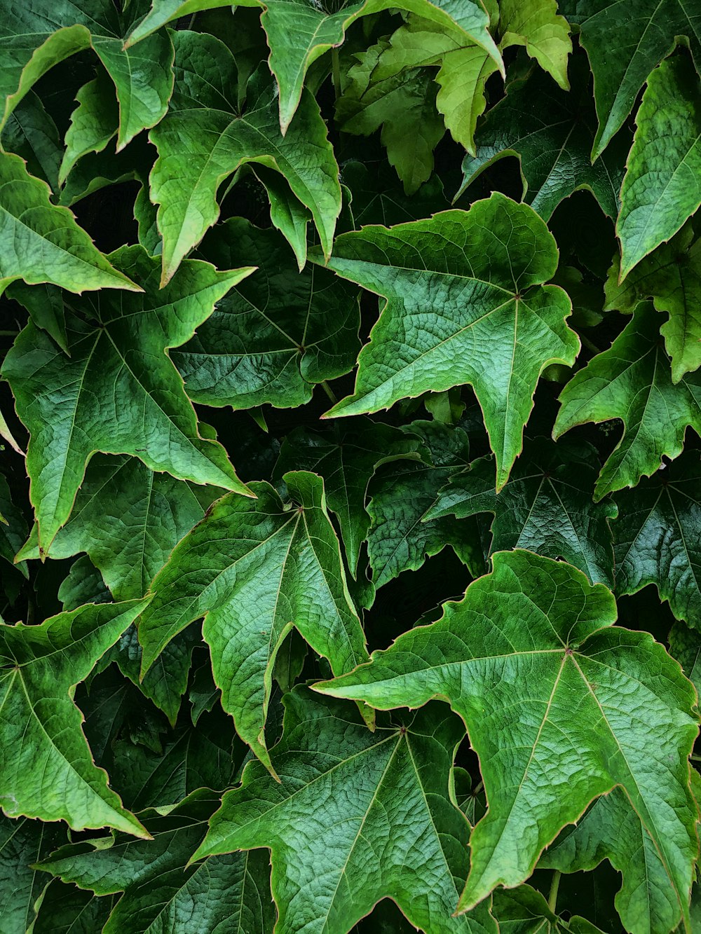 green leaf plant during daytime