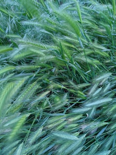Close-up of rich green Fescue grass blades swaying gently in the breeze.