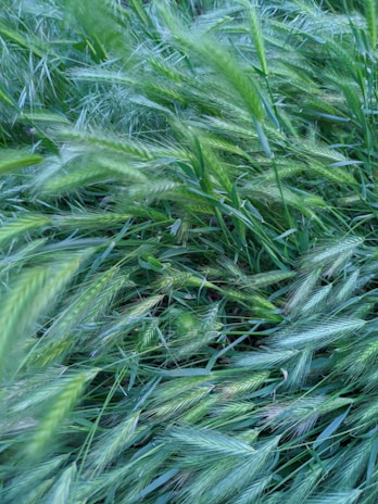 Close-up of rich green Fescue grass blades swaying gently in the breeze.