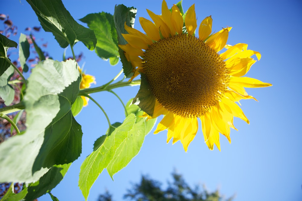sunflower in close up photography during daytime