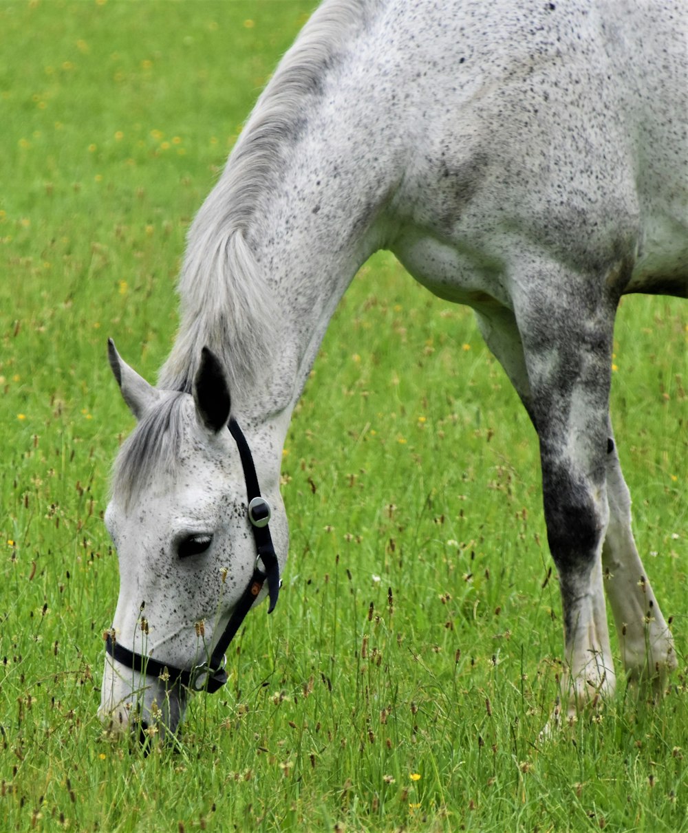 Weißes Pferd frisst tagsüber Gras auf grünem Grasfeld