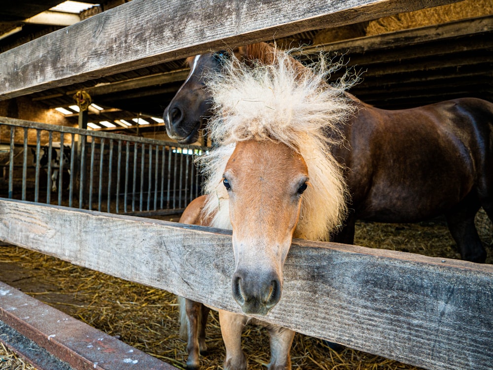 brown horse in cage during daytime