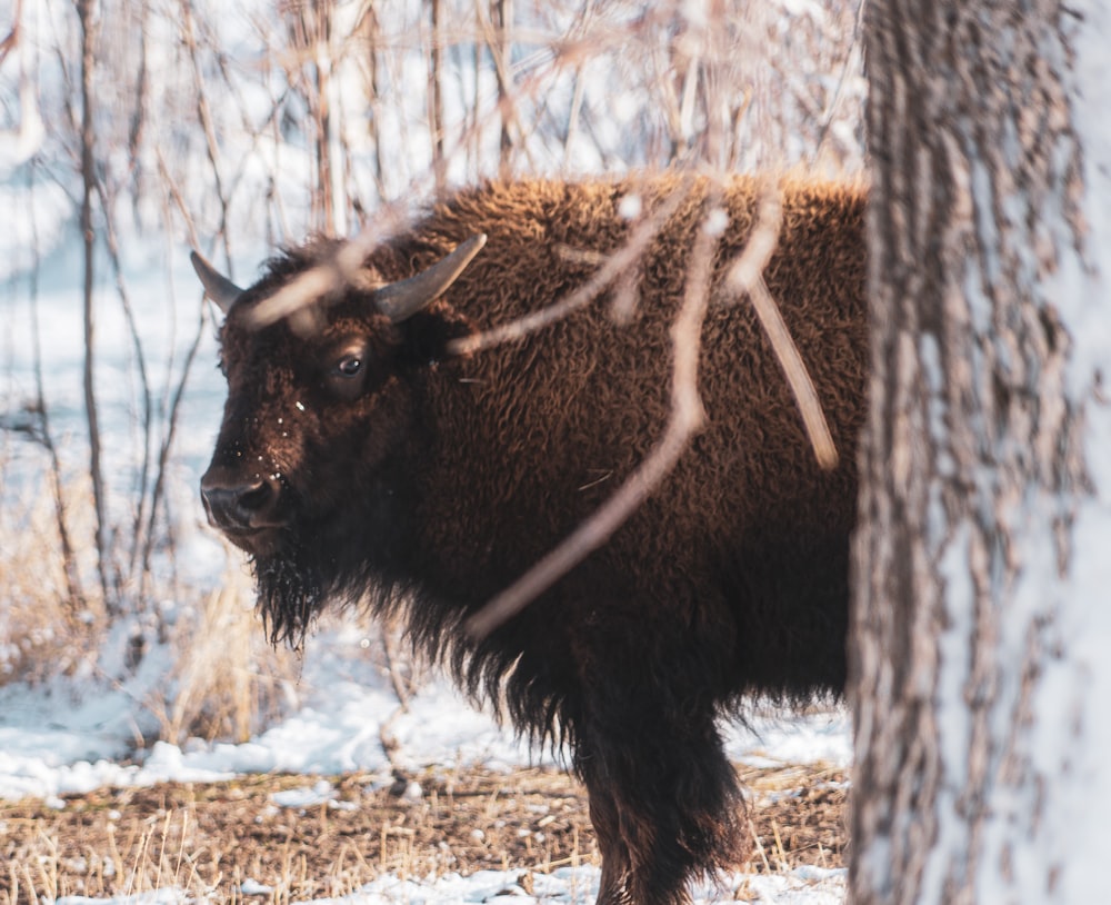 brown bison on snow covered ground during daytime