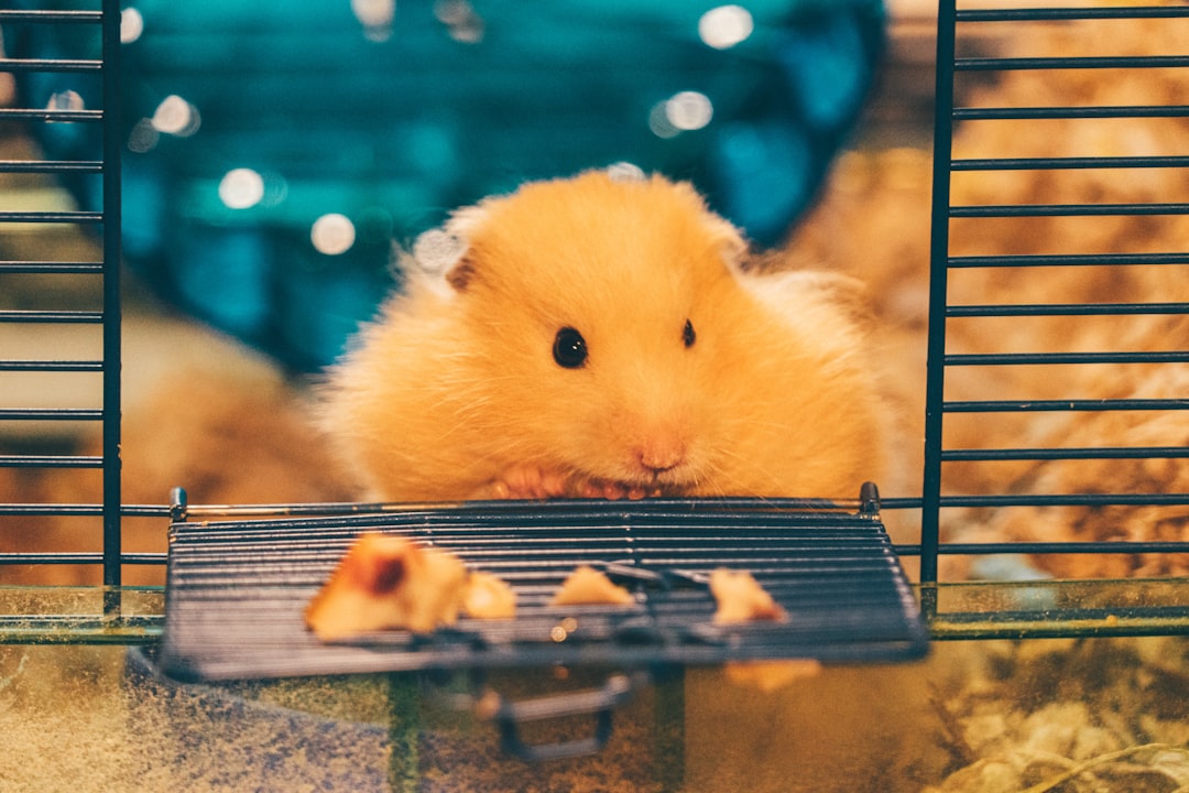 blonde hamster in a cage with the door open