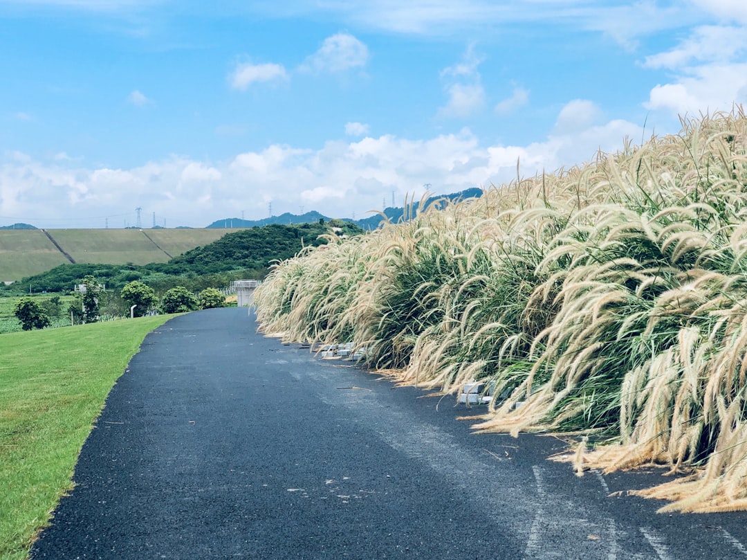 green grass field beside gray asphalt road under blue sky during daytime